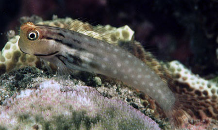 Ecsenius yaeyamaensis